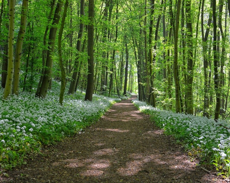 Chemin, forêt, hêtre, balade