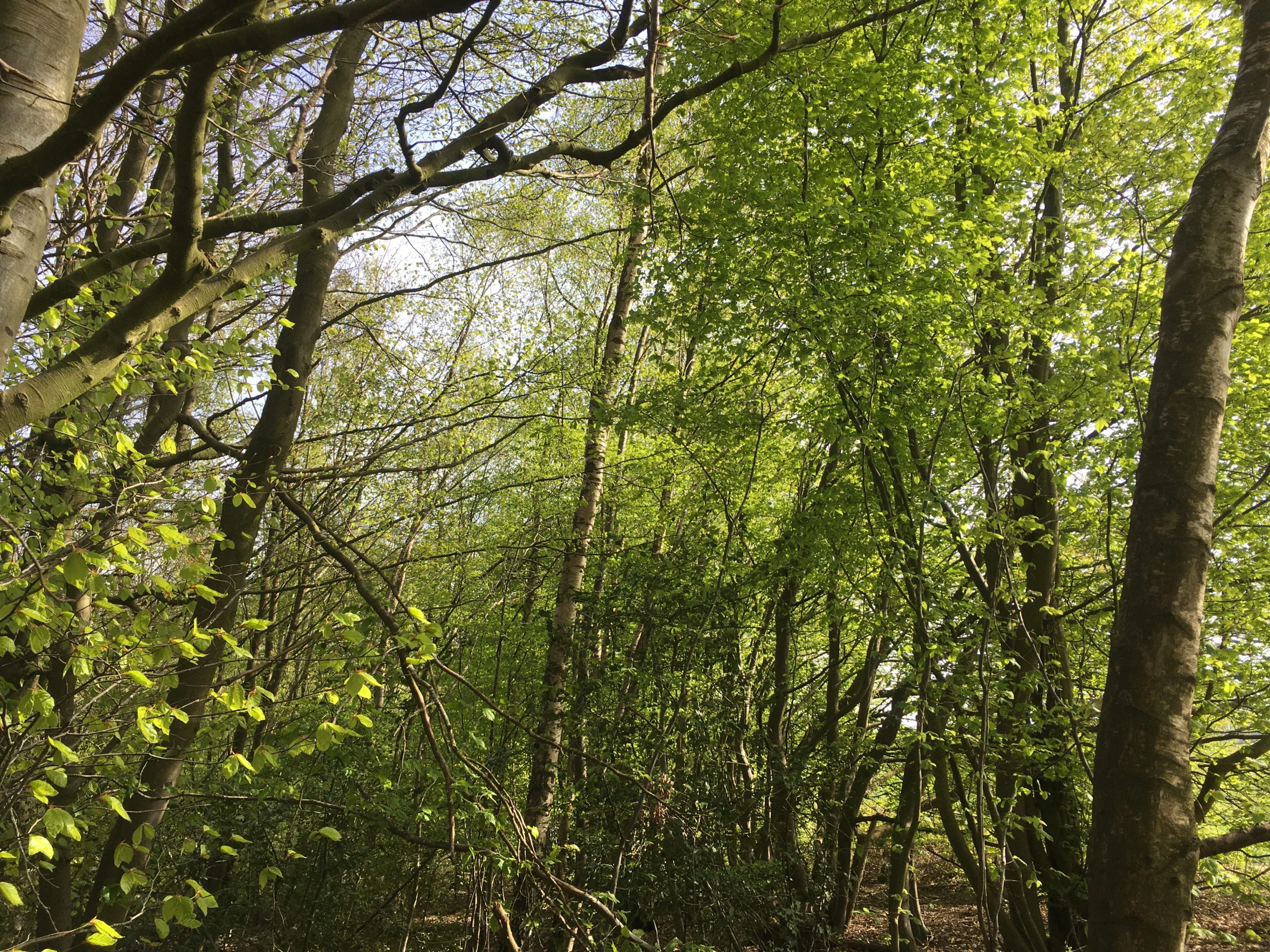 Balades, familles, enfants, forêt, feuilles, détente