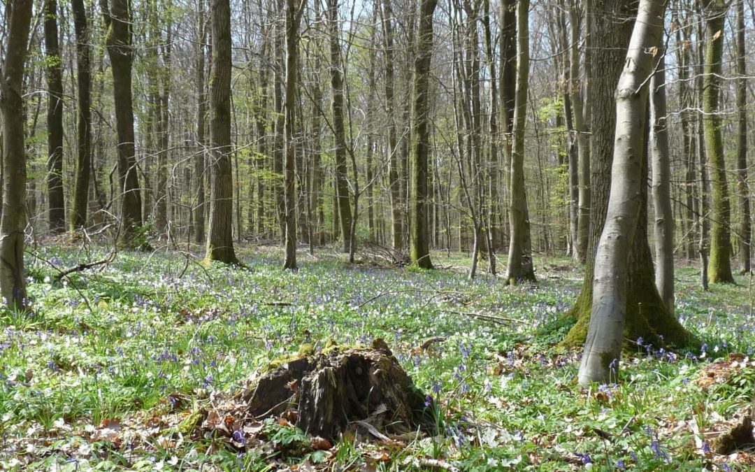 BOIS DE L’ARCHEVEQUE – Jeudi – Adultes